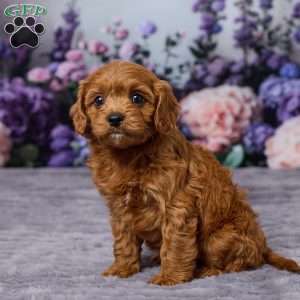 Charlie, Cavapoo Puppy